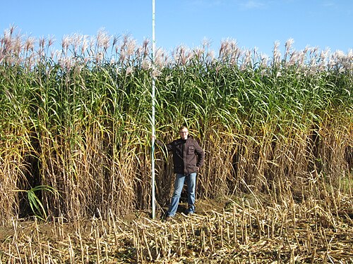 Miscanthus giganteus